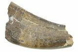 Serrated, Fossil Tyrannosaurus (Trex) Tooth - Wyoming #372364-1